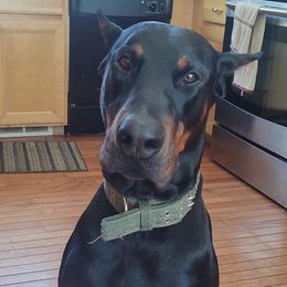 Major - Doberman Pinscher