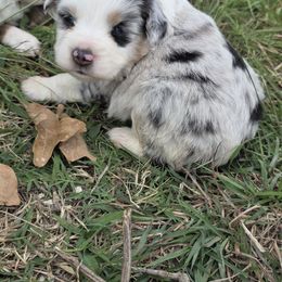 Dolly - Bmf2 - Blue merle female Toy Australian Shepherd puppy in Leonard, Texas from Tin Roof Aussies