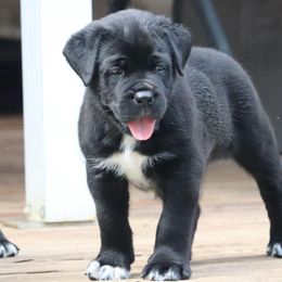 Forest - Black Cane Corso puppy in Overland Park, Kansas from Solterra Cane Corso