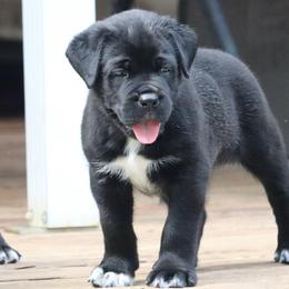 Forest - Black Cane Corso puppy in Overland Park, Kansas from Solterra Cane Corso