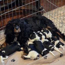 Cavalier King Charles Spaniel Puppies from Angels and Nobility Cavaliers