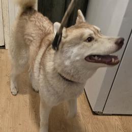 KIBA - Siberian Husky