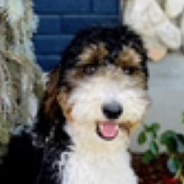Sugarbelle - Bernedoodle