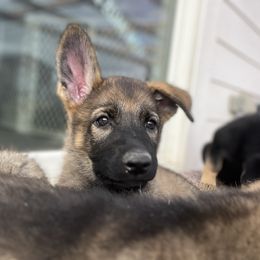 German Shepherd Puppies from Vom Haus Denfors K9