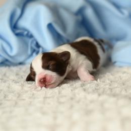 Freedom Frito - Brown and white male Aussiedoodle puppy in Lincoln, California from Frenchie LOVE and Doodles