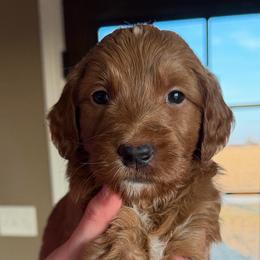 Miss Pink - Red  female Goldendoodle puppy in Monticello, Indiana from Faithfully Yours Doodles