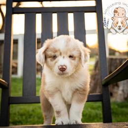 Chai - Red merle male Miniature Australian Shepherd puppy in Hearne, Texas from Wigglebutts Unlimited