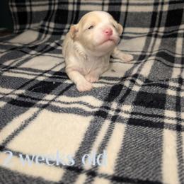 Cash - Cream male Havanese puppy in Moulton, Alabama from LaBeouf Havanese’s