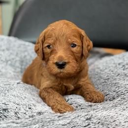 Merle - Red  male Goldendoodle puppy in Wharton, Texas from Little Fur Friends