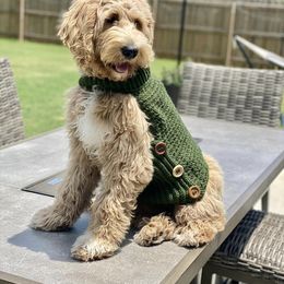 Assorted Doodle Crosses and Goldendoodle Puppies from Wake Forest Darling Doodles
