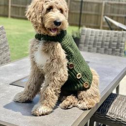Assorted Doodle Crosses and Goldendoodle Puppies from Wake Forest Darling Doodles
