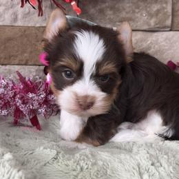 Archibald aka Archi - Chocolate, tan and white male Yorkshire Terrier puppy in Parkersburg, West Virginia from Chocolate Diamonds in the RUFF