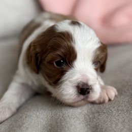 Dolly - Blenheim female Cavapoo puppy in Beckley, West Virginia from By Design Doodles