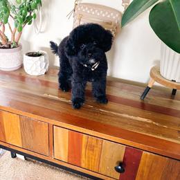 Pearl - Black female Poodle puppy in Quakertown, Pennsylvania from Miniature Poodle Stud and Pups