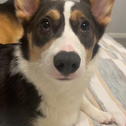 American Corgis and Pembroke Welsh Corgis from Blue Creek Corgis