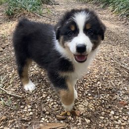 Australian Shepherd Puppies from Mountain Ridge Aussies