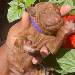 Holly - Red  female Poodle puppy in Corona, California from Garden Of Poodles