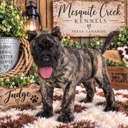 Judge - Tiger male Perro de Presa Canario puppy in Goshen, Alabama from Mesquite Creek Kennels