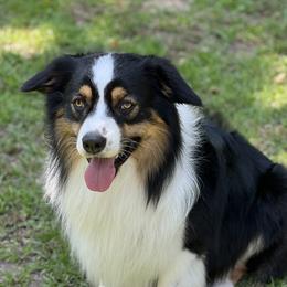 Waylon - Australian Shepherd