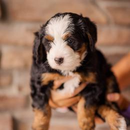 Tootsie - Tri-color female Bernedoodle puppy in Lehi, Utah from Cookie's Cuties