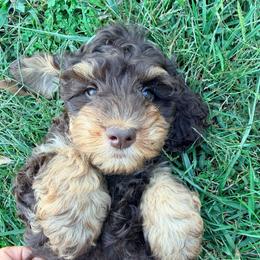 Acorn with training - Brown and tan female Cockapoo puppy in Boonville, North Carolina from Doods & Dolls