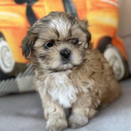Shih Tzu Puppies from Molly B's ShihTzus