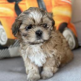 Shih Tzu Puppies from Molly B's ShihTzus