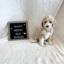 Squirt - Yellow and white female Bernedoodle puppy in Sparrows Point, Maryland from Rosie’s Puppies