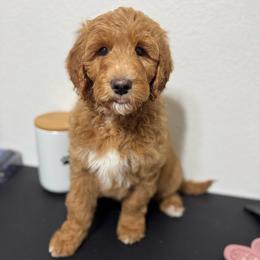 GUARDIAN HOME - Holly - Apricot female Goldendoodle puppy in California City, California from Summer Sun Doodles