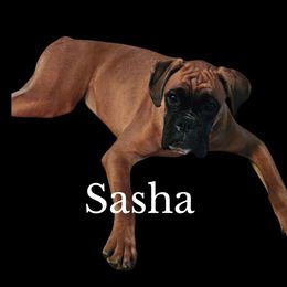 Sasha - Boxer