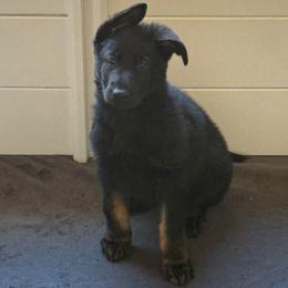 Hershey - Bi-color male German Shepherd puppy in Salem, Virginia from Vom Kylohaus German Shepherds