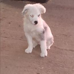 Casper - Blue merle male Miniature Australian Shepherd puppy in Louisville, Mississippi from K & K Livestock