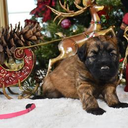 Hermoine - Wheaten female Soft Coated Wheaten Terrier puppy in Kirksville, Missouri from BellSharps Australian Shepherds