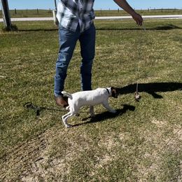 German Shorthaired Pointer Puppies from Triple Cord Kennels