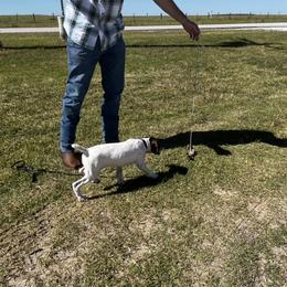German Shorthaired Pointer Puppies from Triple Cord Kennels