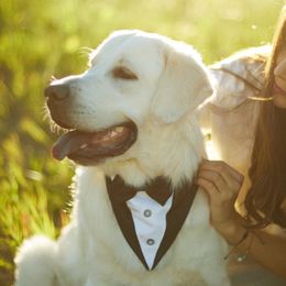 Golden Retrievers from Jumbo’s Goldens