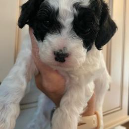 Girl 3 - Black and white female Cavapoo puppy in Mc Connellsburg, Pennsylvania from Mumma’s Standard Poodles