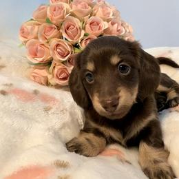 Ember - Chocolate and tan female Dachshund puppy in Red Bluff, California from Down The Hill Potterdale