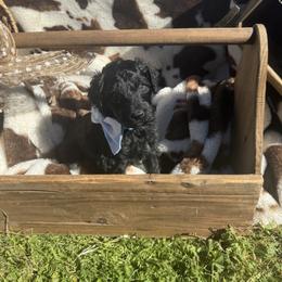 Clove - Black male Bernedoodle puppy in Yarnell, Arizona from Boulder Mountain Doodles
