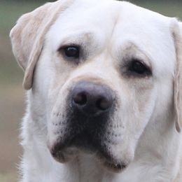 Labrador Retrievers from Debkens Labradors