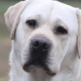Labrador Retrievers from Debkens Labradors