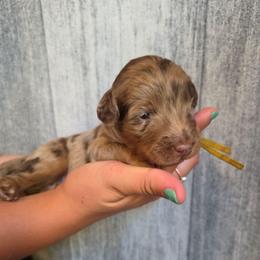 Walnut - Red merle male Aussiedoodle puppy in Lithia, Florida from Waterford Doodle Farm