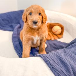 Bertram - Apricot male Goldendoodle puppy in Marietta, Georgia from Reece + Co Doodles & Poodles