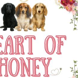 Dachshunds from Heart of Honey Miniature Dachshunds