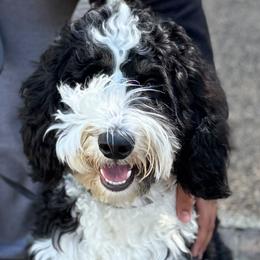 Aussiedoodle, Bernedoodle, Cockapoo, and Miniature Australian Shepherd All Grown Up from Jam's Doodles And Poodles