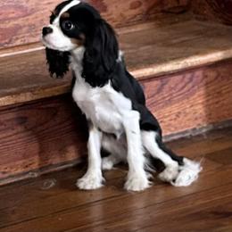 Layla - Cavalier King Charles Spaniel