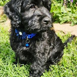 Snoop Dog - Black and tan male Cockapoo puppy in Indiahoma, Oklahoma from Phamily Doodles