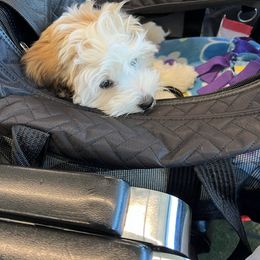 Coton de Tulear Puppies from Aloha Cotons