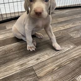 Weimaraner Puppies from Baird Weims - AKC registered