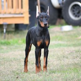 Axl - Black and rust male Doberman Pinscher puppy in Overton, Texas from Obsidian Kennel